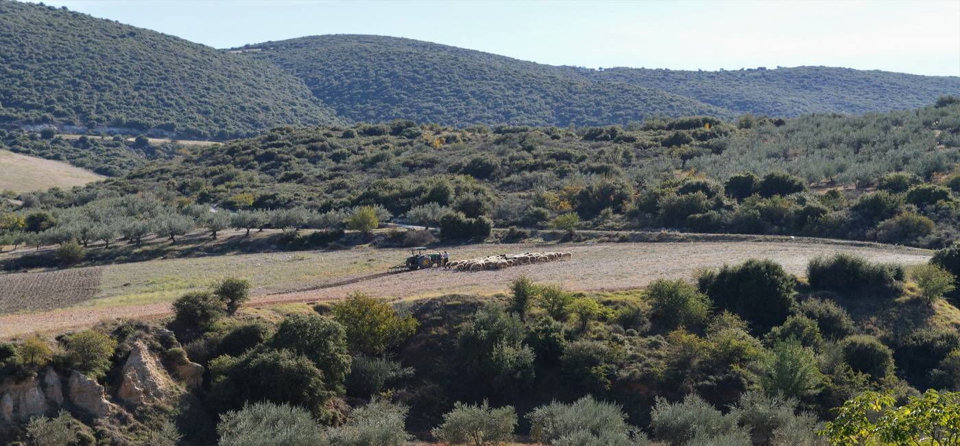 Neolithic Settlement of Sesklo Guided Tour