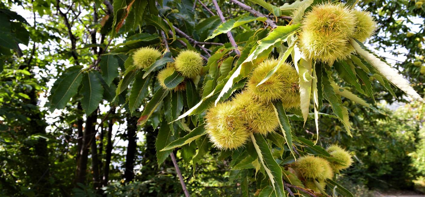 9+1 λόγοι για να επισκεφτείτε το Πήλιο το Φθινόπωρο