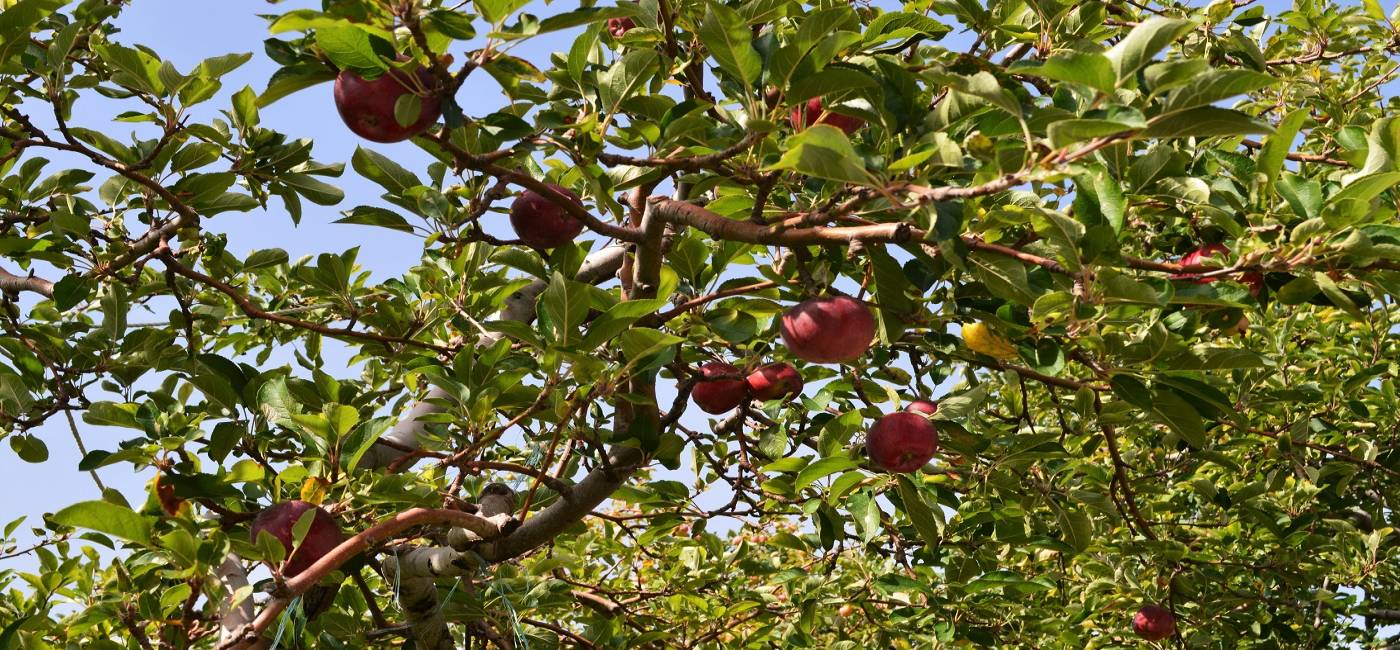 9+1 λόγοι για να επισκεφτείτε το Πήλιο το Φθινόπωρο