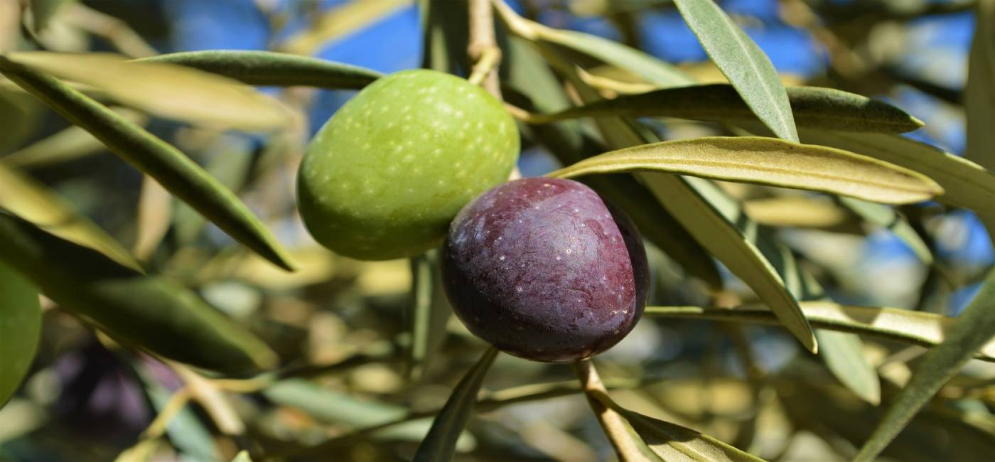 Pelion Olive Oil Experience